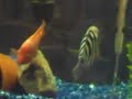 green-terror-agrressively-attacking-jack-dempsey.html