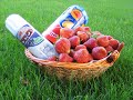 Aardbeienkwekerij Van De Ven Aardbeienkwekerij Van De Ven