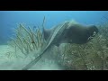 Sharks- Bahamas \