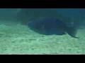 Sharks- Bahamas '06