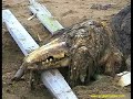 Cryptid, Creature Bizarre e Sconosciute / Criptozoologia