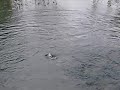 feeding frenzy