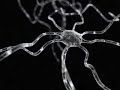 Dendrite