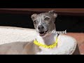 Hannah, Italian Greyhound Rescue Houston