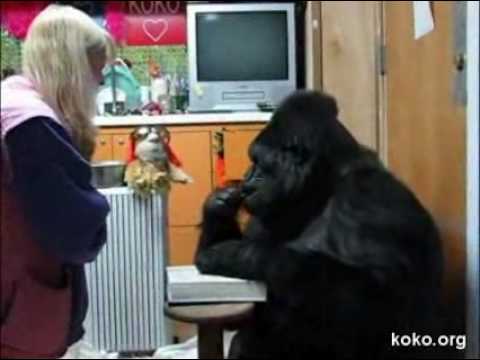 Koko's