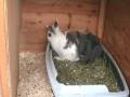 Very cute baby rabbits