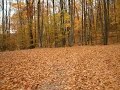 Haliburton Highlands Autumn Colours
