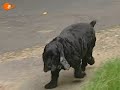 Hundekacke