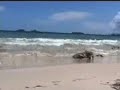 culebra forever costa bonita