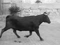 Recopilacion Bous al carrer Alcudia de Veo 2005 Recopilacion Bous al carrer Alcudia de Veo 2005