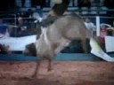 Reuel Amaro vs Globo da Morte