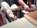 Siames Kittens watching Dishwashing