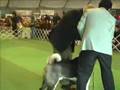 Akita Inu video