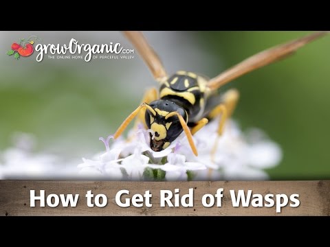 how to get rid wasps