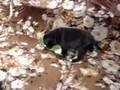 Bull Terrier Miniatura video