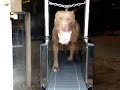 Dog Treadmill, The All New Dogtrotter for small dogs. Dog Treadmill, The All New Dogtrotter for small dogs.