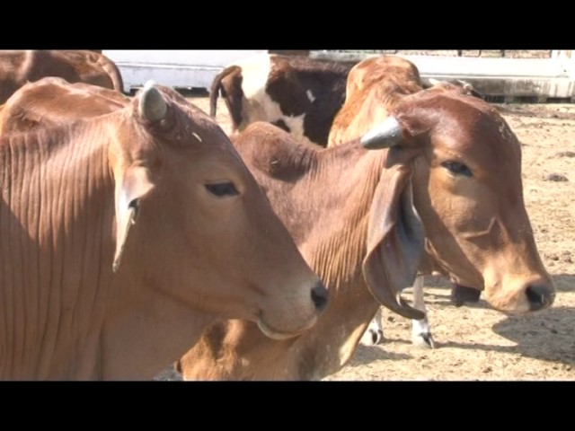 Nanaji Deshmukh Veterinary Science University Jabalpur vidéo #1