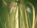 videos de my white BETTA SPLENDENS