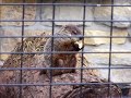 Woodchuck Chucking Apple