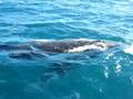Whale watching in Coffs Harbor 2