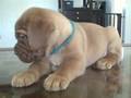 ukc dogue de bordeaux