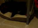 Dogbook Movie: Clovis and the Carrot