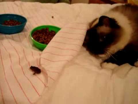 0 Caymus Videos