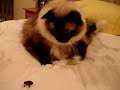 Caymus, Ragdoll Cat, and Toad