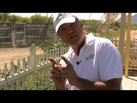 how to harvest broccoli seeds