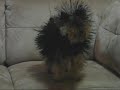 Cão com electricidade estática