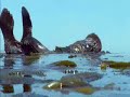 Sea Otters