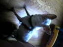 scratching his but