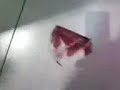 Il Percorso Del NAK