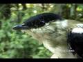 videos de White-bearded Manakin,Saltarín Barbiblanco (Manacus manacus)