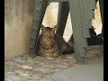 Pigna a Living History Part One