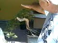 bonsai casca grossa
