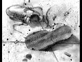 Tarek, Massimo - Angst