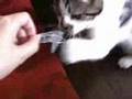 投げたら取ってくる猫★スコティッシュフォールド★
