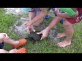 turtle racing time