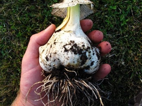 how to harvest garlic