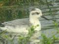 videos de Red Phalarope, Mariendal, 7 oktober 2008