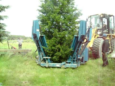 how to fertilize red cedar tree