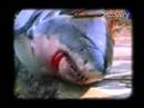 Shark Week- Fisherman Meets a Great White Shark