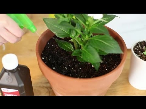 how to replant potted tulip bulbs