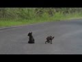 Baby bear cubs wrestle in middle of road in Yosemite National Park