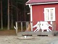 Knuffel runt klubbstugan