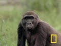 Gorilla vs. Gorilla Gorilla vs. Gorilla