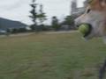 チビ来楽ちゃん_08/11/09