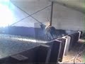 Delilah op oefening