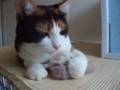 クッパ君を守る猫